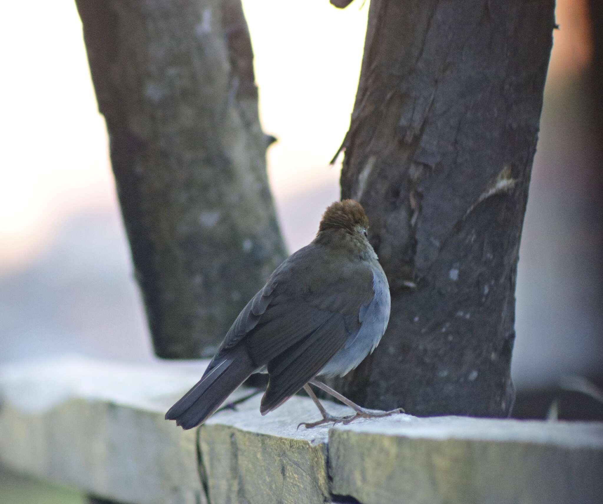 Image of Ruddy-capped Nightingale-Thrush