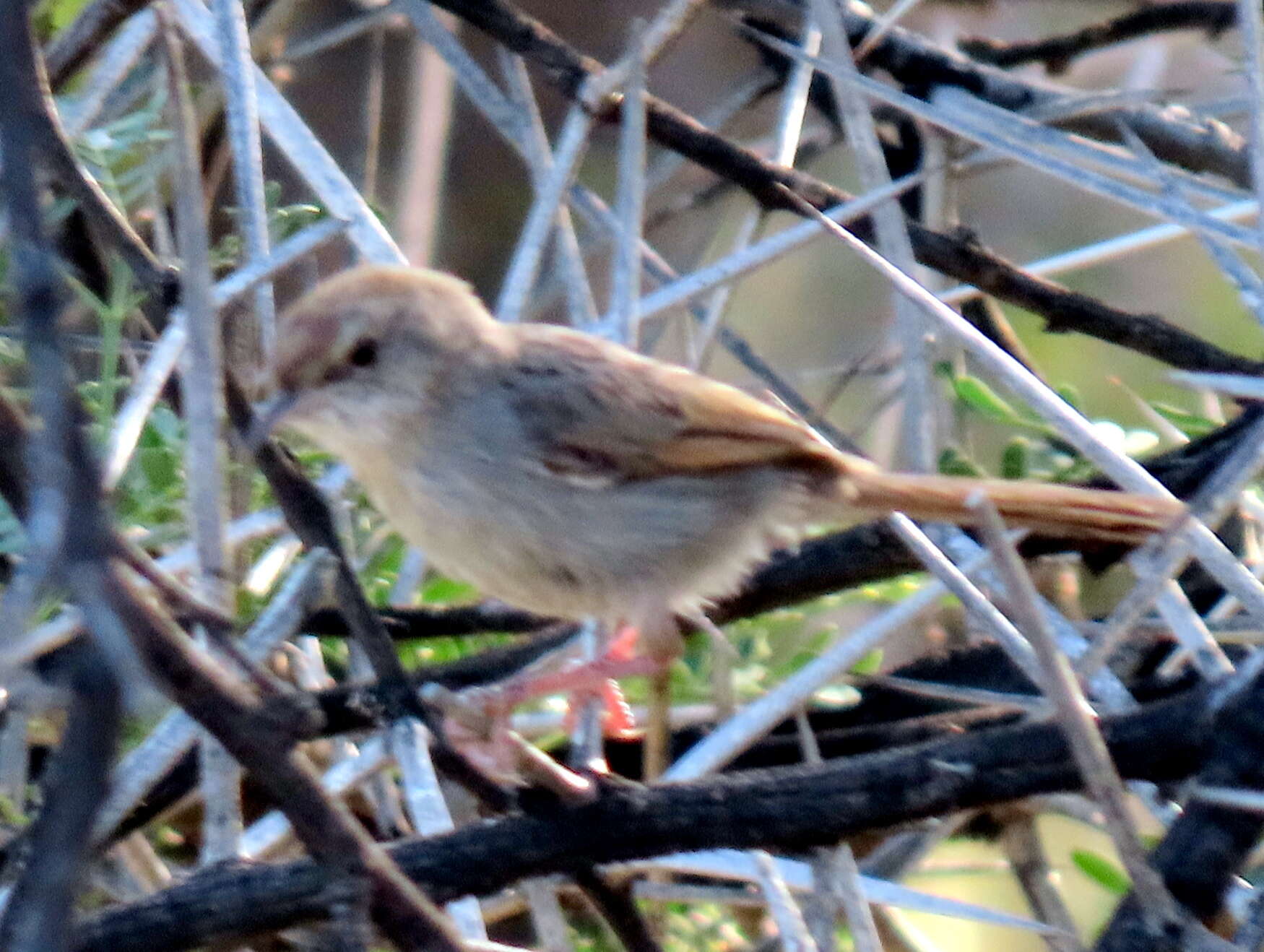 Sivun Cisticola subruficapilla jamesi Lynes 1930 kuva