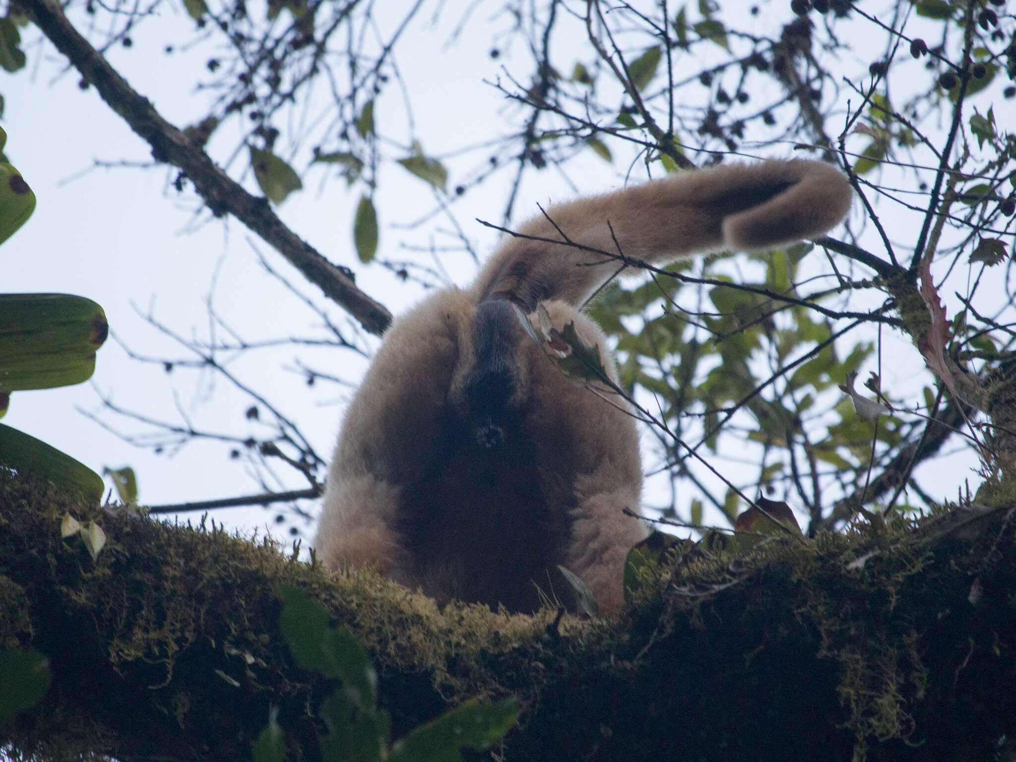 Image of Brachyteles Spix 1823