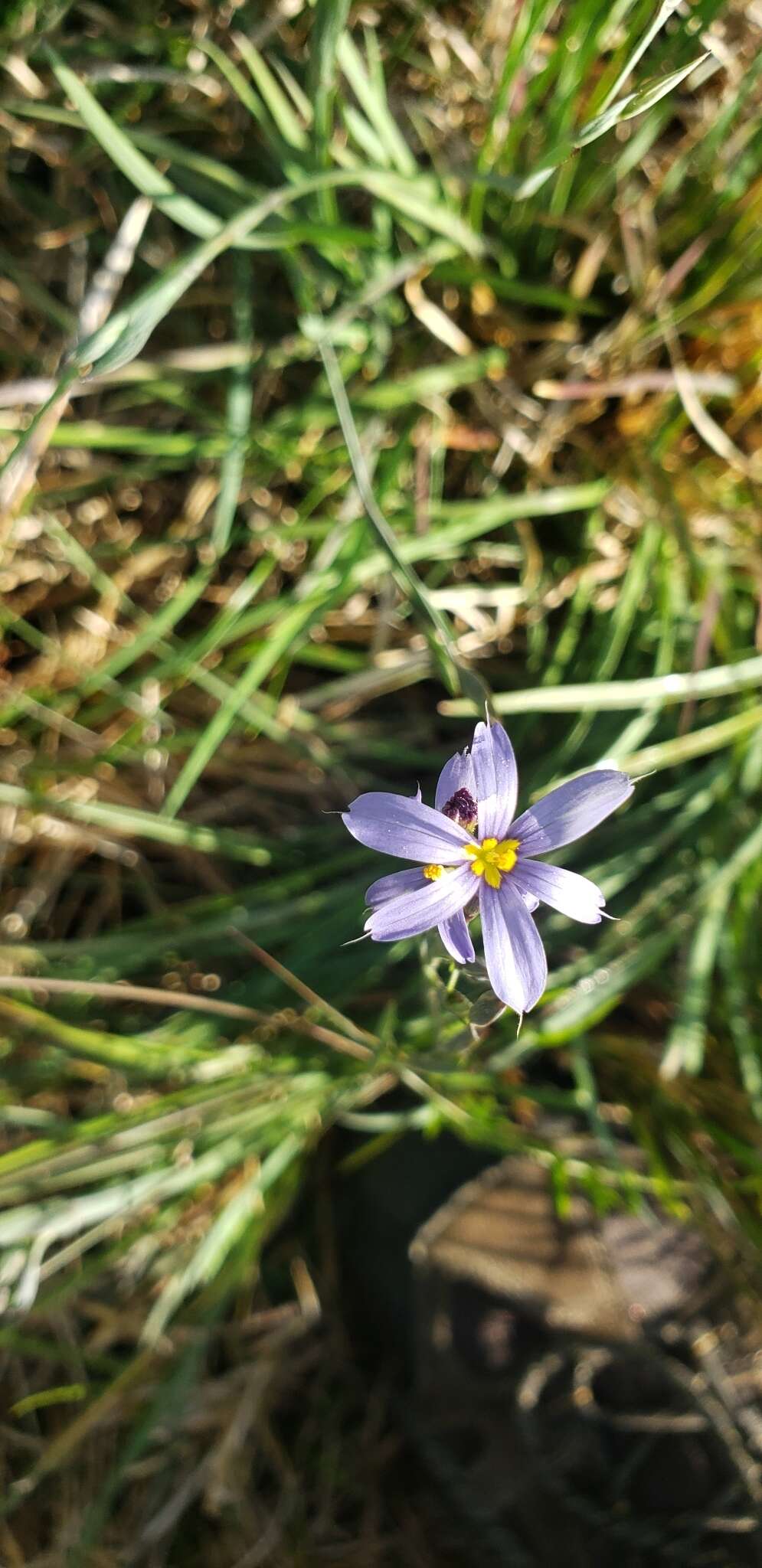 Image of eastern blue-eyed grass