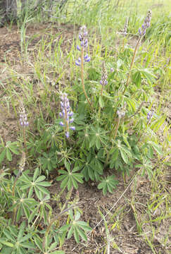 Image of sundial lupine