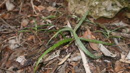 Image of Aloe anivoranoensis (Rauh & Hebding) L. E. Newton & G. D. Rowley