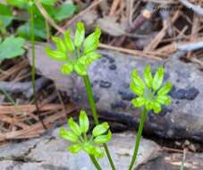 Image of Idaho goldthread