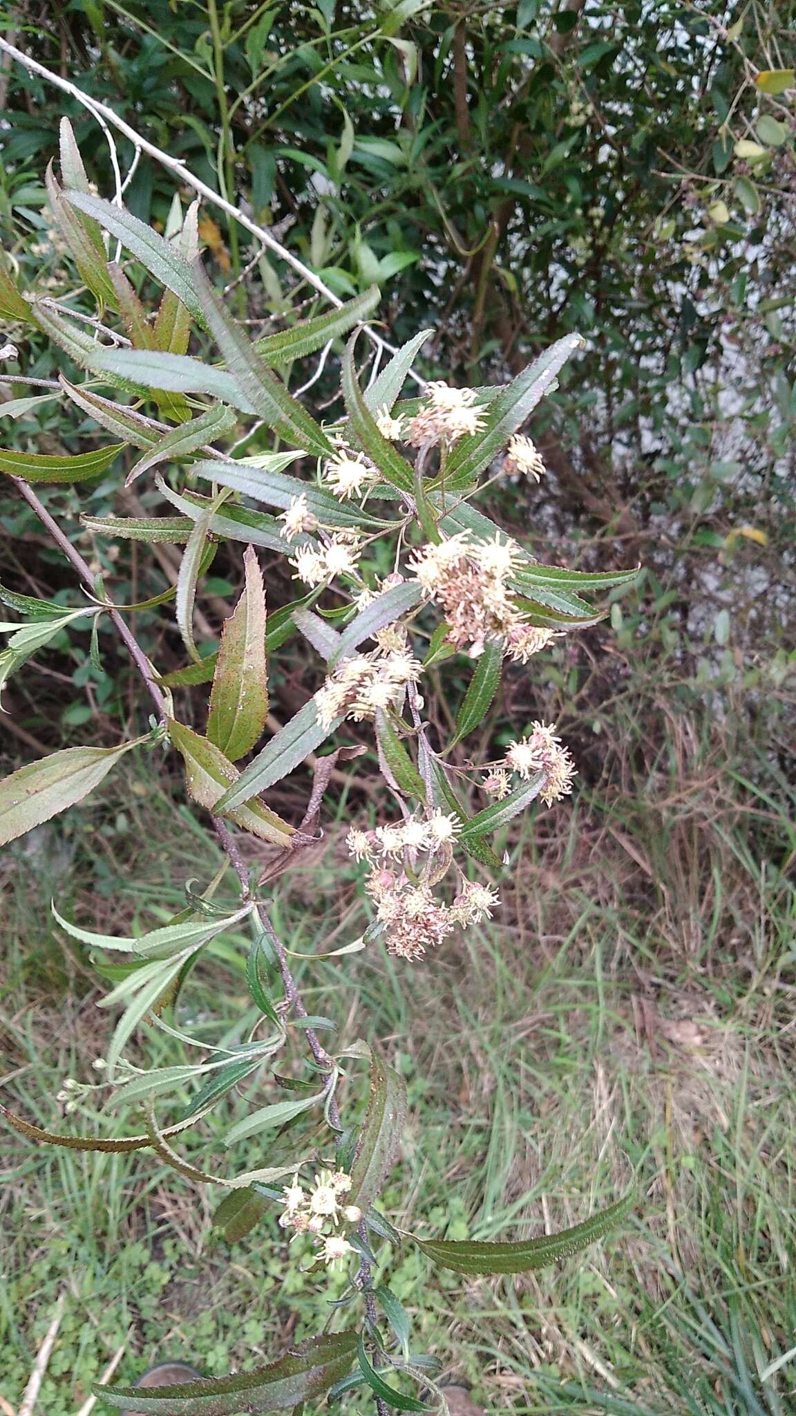 Image of Baccharis oxyodonta DC.