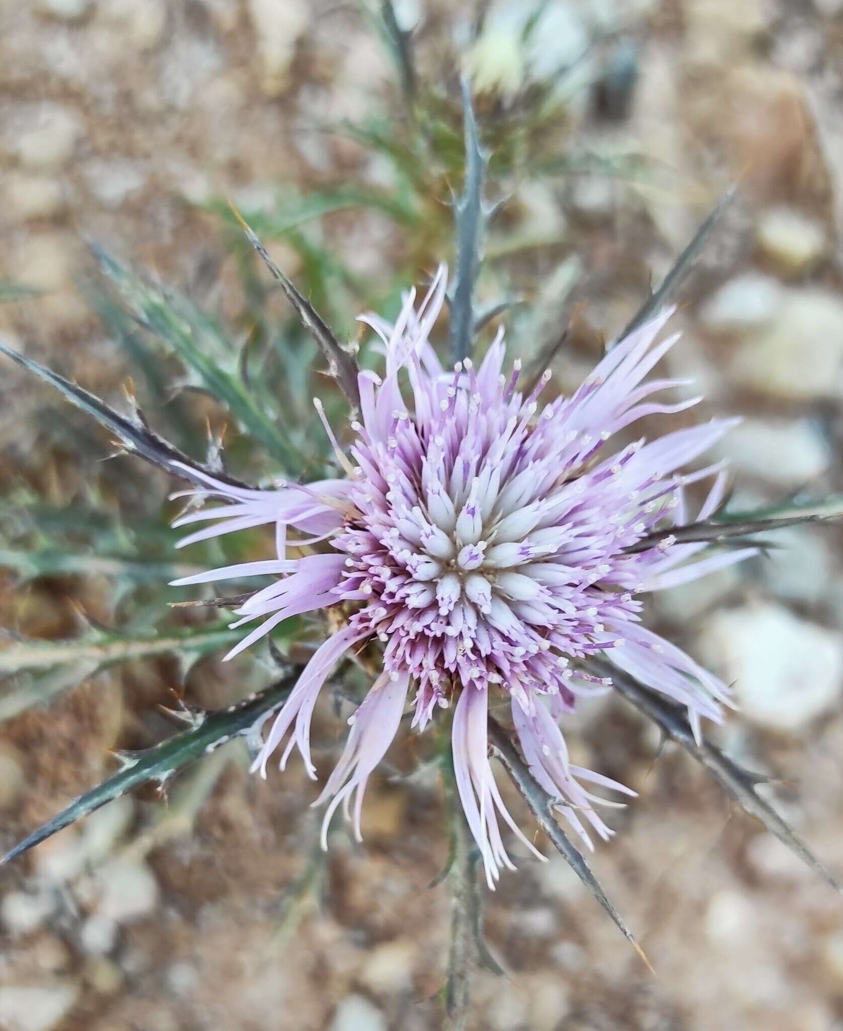 Image of Atractylis humilis L.