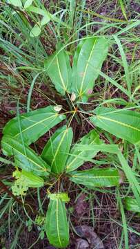 Image of Dioscorea bemandry Jum. & H. Perrier