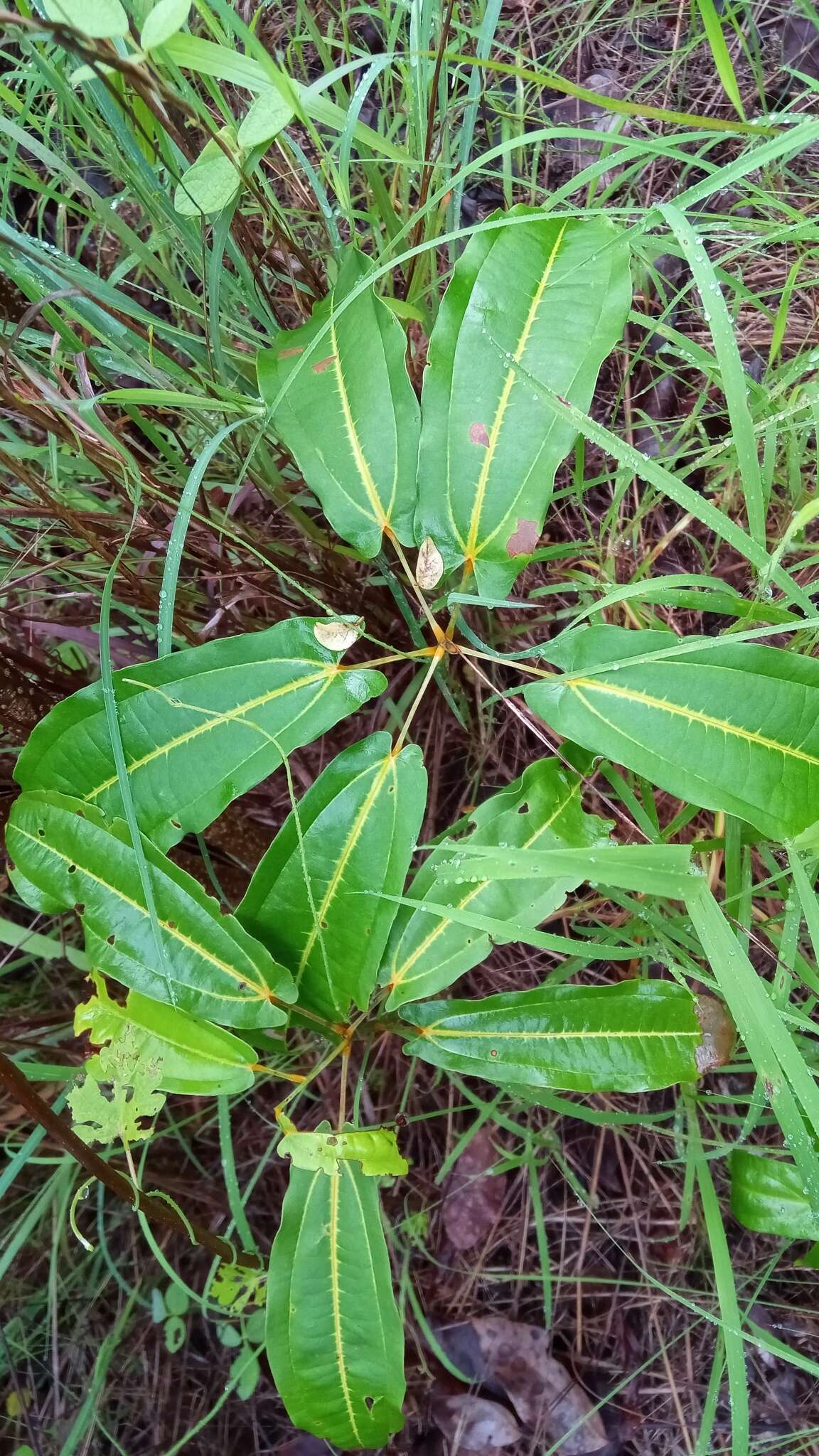 Imagem de Dioscorea bemandry Jum. & H. Perrier