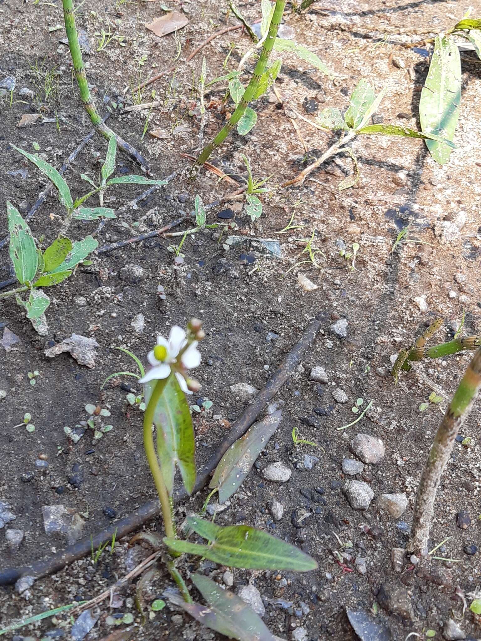 Image of Sagittaria natans Pall.