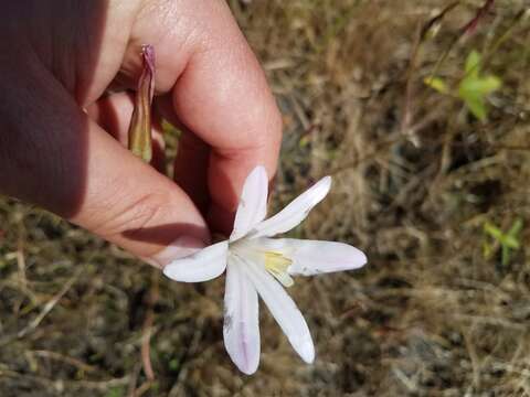 صورة Brodiaea sierrae R. E. Preston