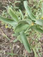 Image of Hibbertia racemosa (Endl.) Gilg