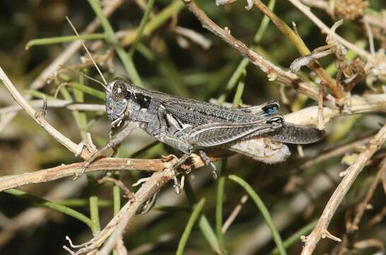 Слика од Melanoplus complanatipes Scudder & S. H. 1897