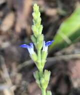 Image of West Indian sage