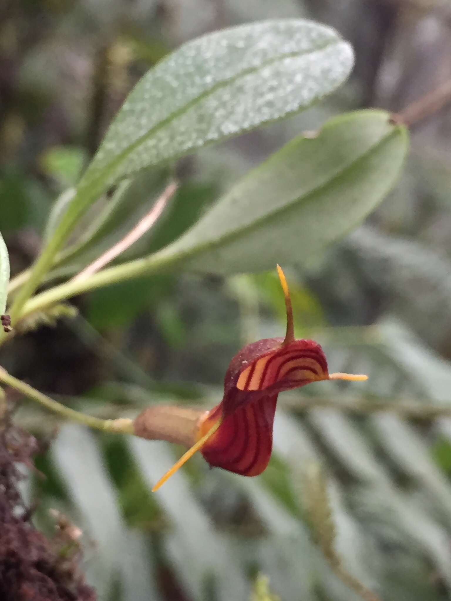 Image of Masdevallia ventricularia Rchb. fil.