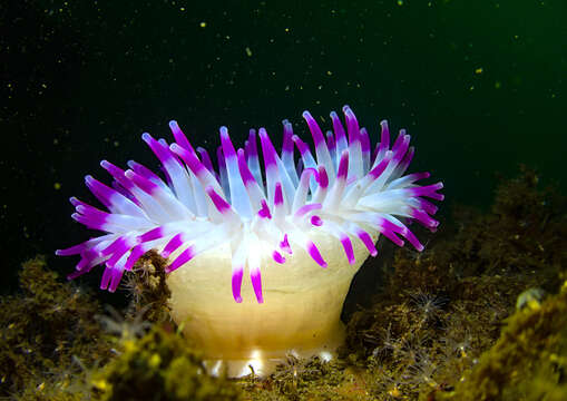 Image of horseman anemone