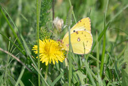 Image of pale cloudedyyellow