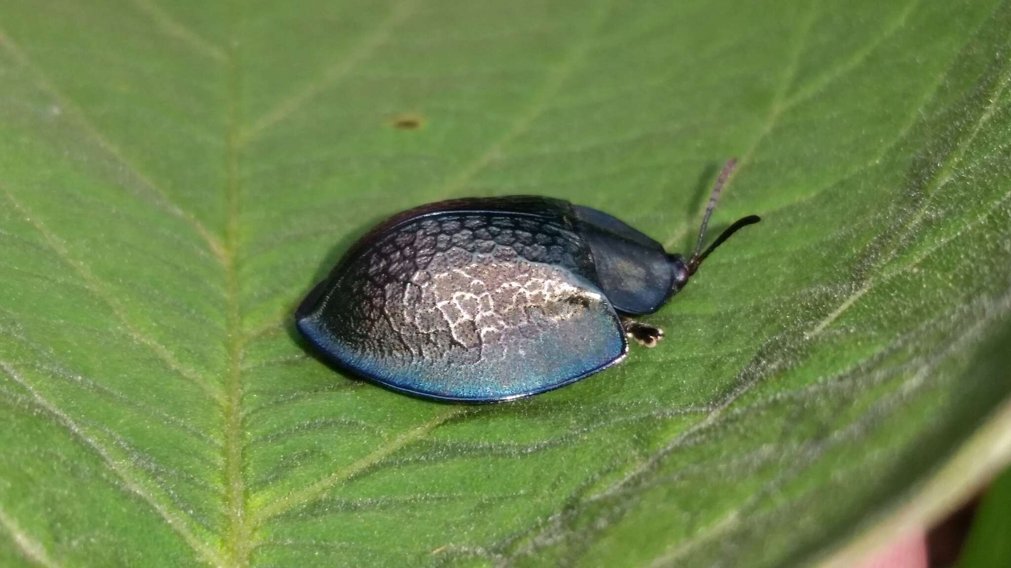 صورة Cyrtonota thalassina (Boheman 1850)