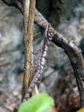 Image of Cave Anole