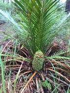 Image of Macrozamia miquelii (F. Muell.) A. DC.