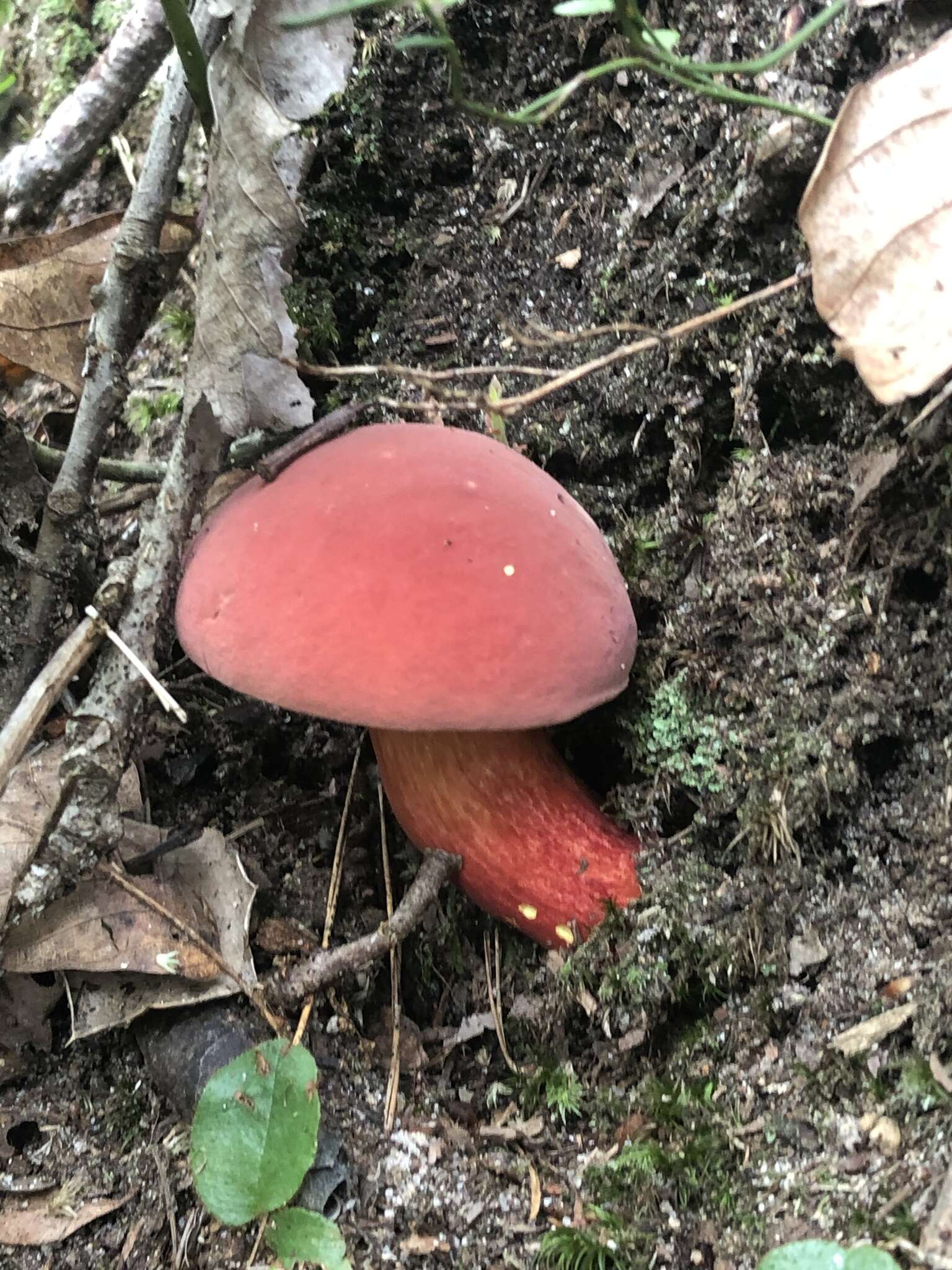 Image of Boletus carminiporus Bessette, Both & Dunaway 1998