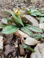 Image of dimpled troutlily