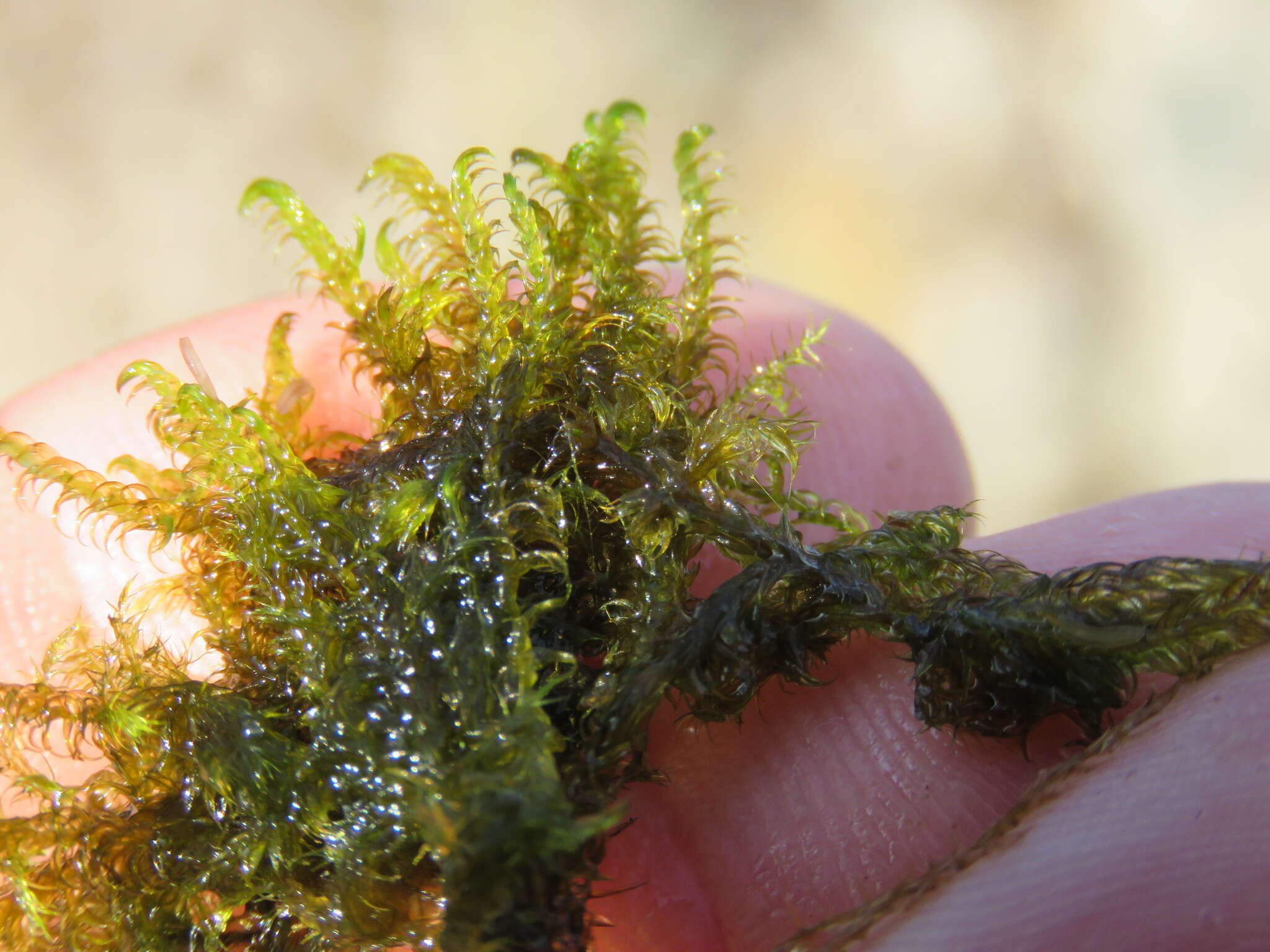 Image of Scorpidium cossonii Hedenäs 1989