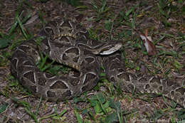 Imagem de Bothrops neuwiedi Wagler 1824