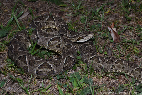 Plancia ëd Bothrops neuwiedi Wagler 1824