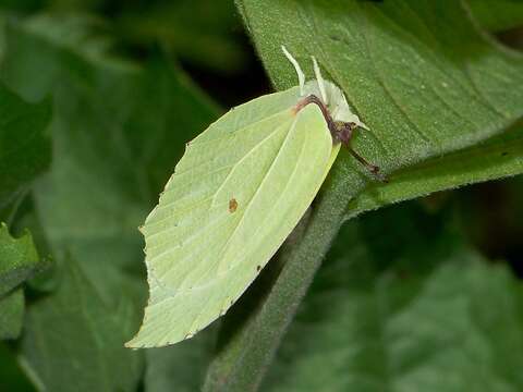 Image of Gonepteryx aspasia Ménétriès 1859