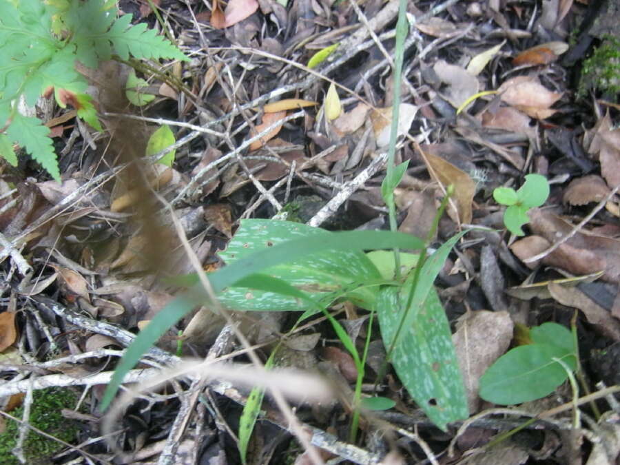 Image of Habenaria arenaria Lindl.