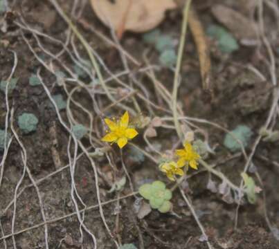 Image of Sedum clausenii E. Perez-Calix