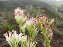 Plancia ëd Senecio bipinnatus (Thunb.) Less.