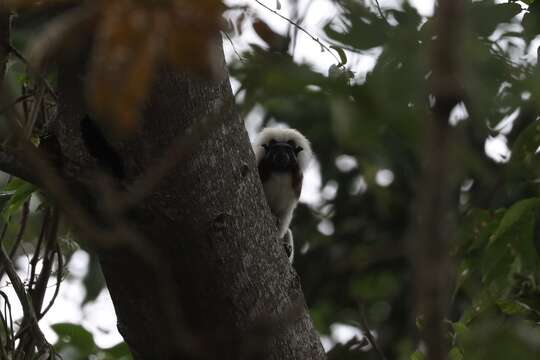 Image of cotton-top tamarin