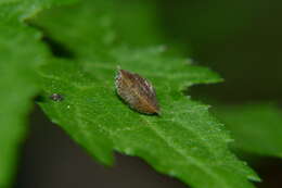 Imagem de Ciliella ciliata (W. Hartmann 1821)