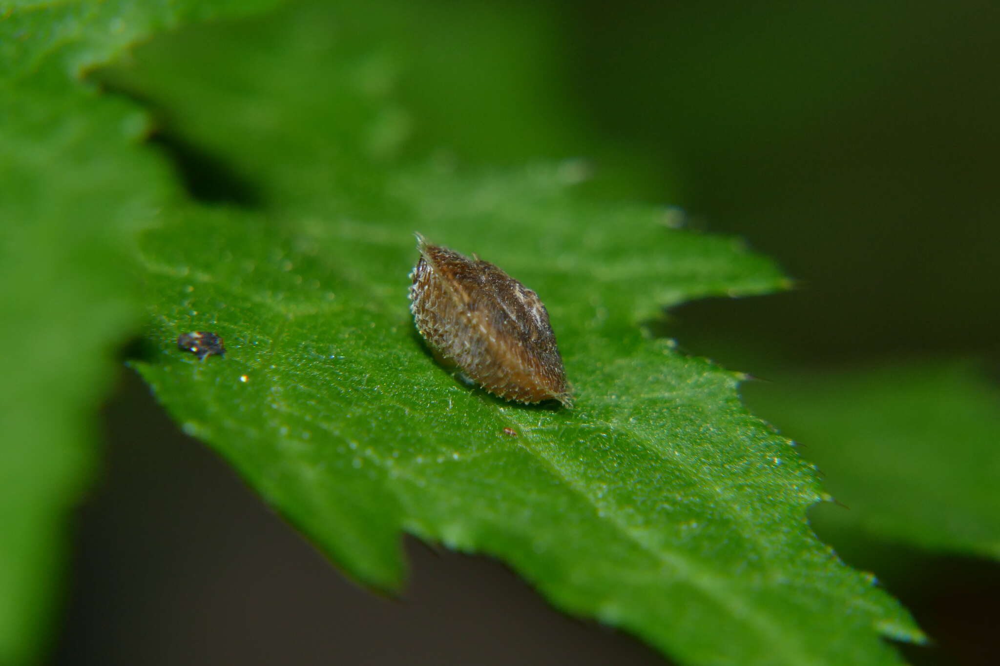 Imagem de Ciliella ciliata (W. Hartmann 1821)