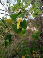 Image of Salvia aspera M. Martens & Galeotti