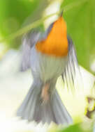 Image of Flame-throated Warbler