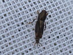 Image of Larger Pygmy Mole Grasshopper