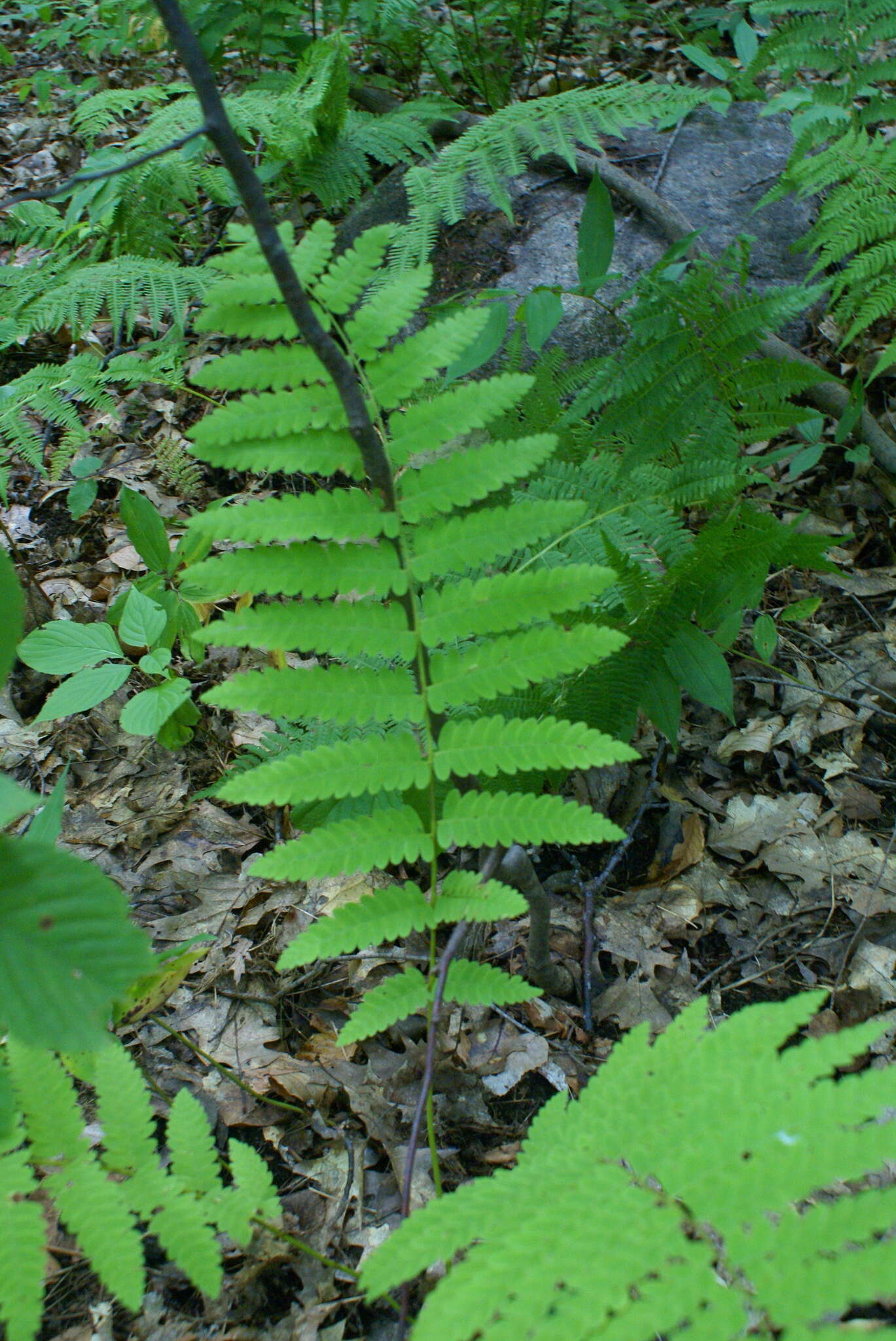 Claytosmunda claytoniana (L.) Metzgar & Rouhan resmi