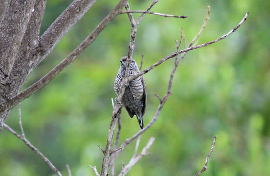 صورة Picumnus albosquamatus d'Orbigny 1840