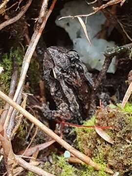 Image of Glauert's Froglet