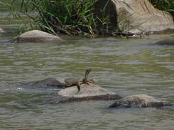 Image of Northern Chinese softshell turtle