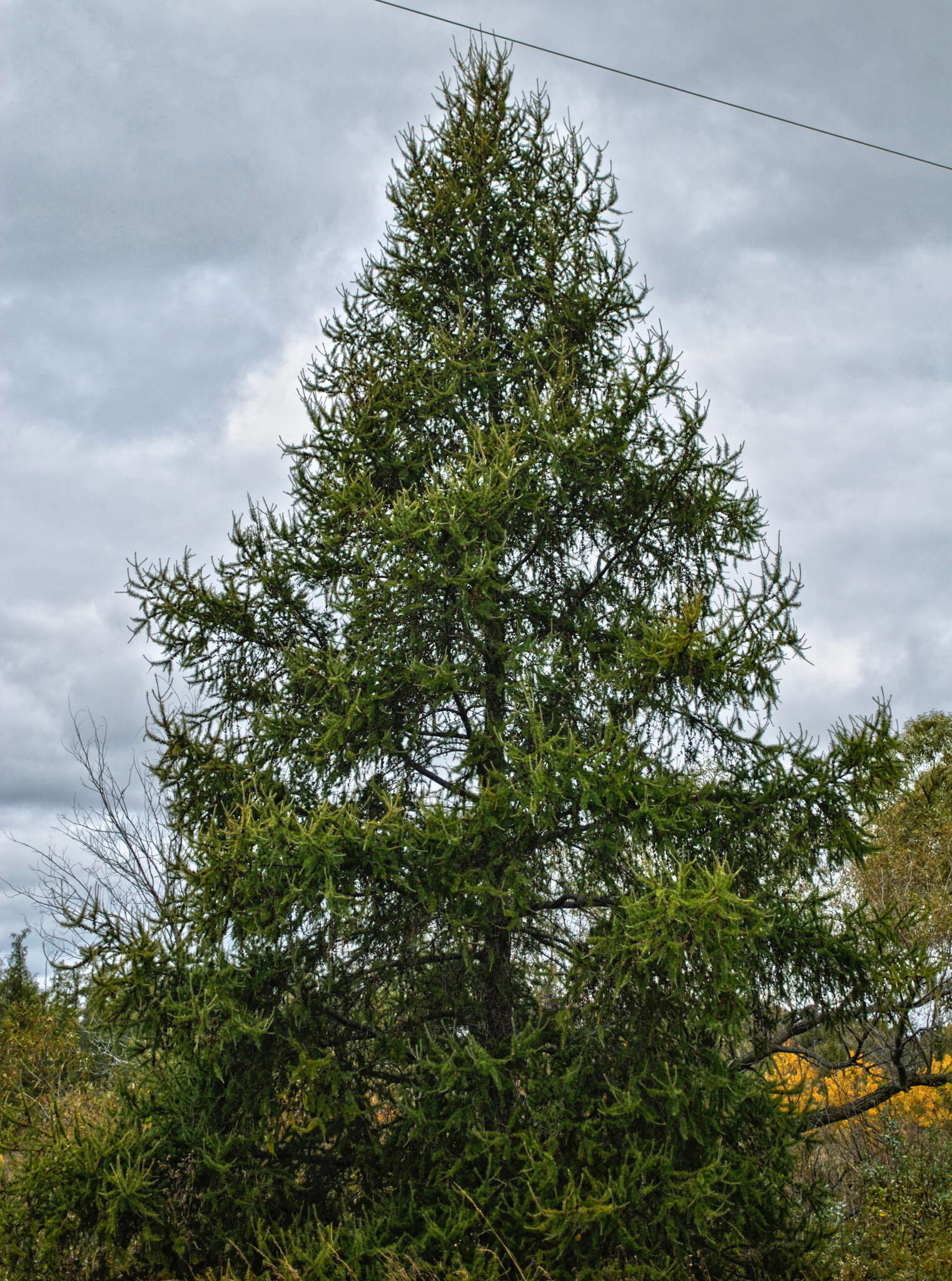 Image of American Larch