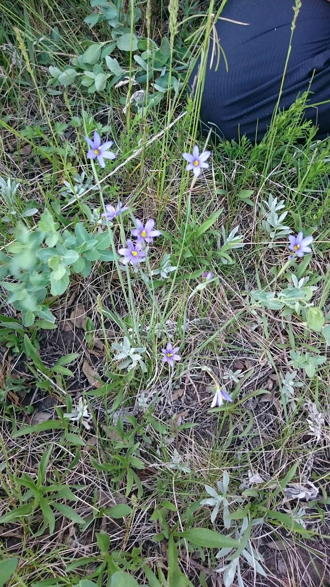 Image of strict blue-eyed grass