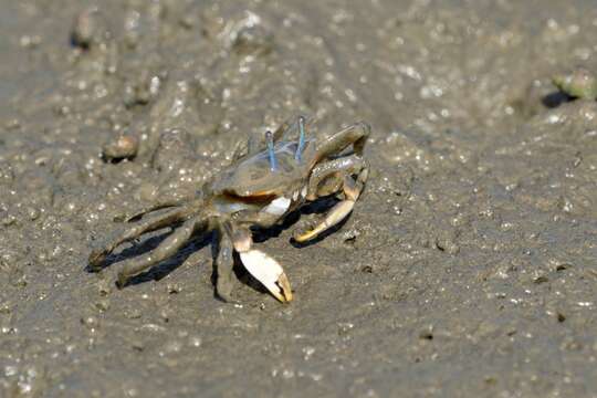 Imagem de Macrophthalmus (Mareotis) banzai Wada & K. Sakai 1989