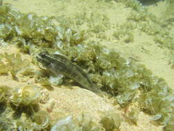 Image of Coral Blenny