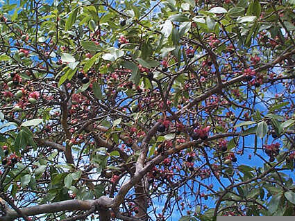 Image of Ochna pulchra Hook.