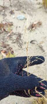 Image of Deschampsia cespitosa subsp. cespitosa