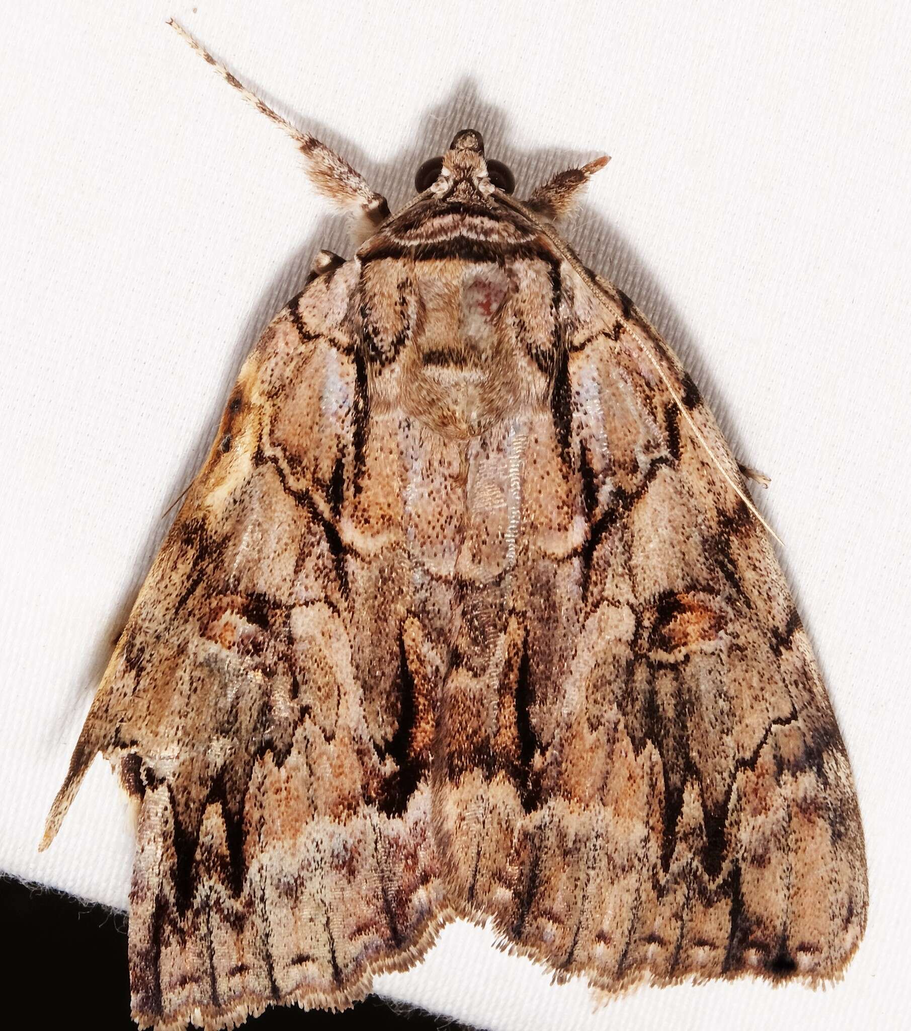 Image of <i>Catocala luctuosa</i>