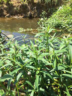 Image of alligator weed