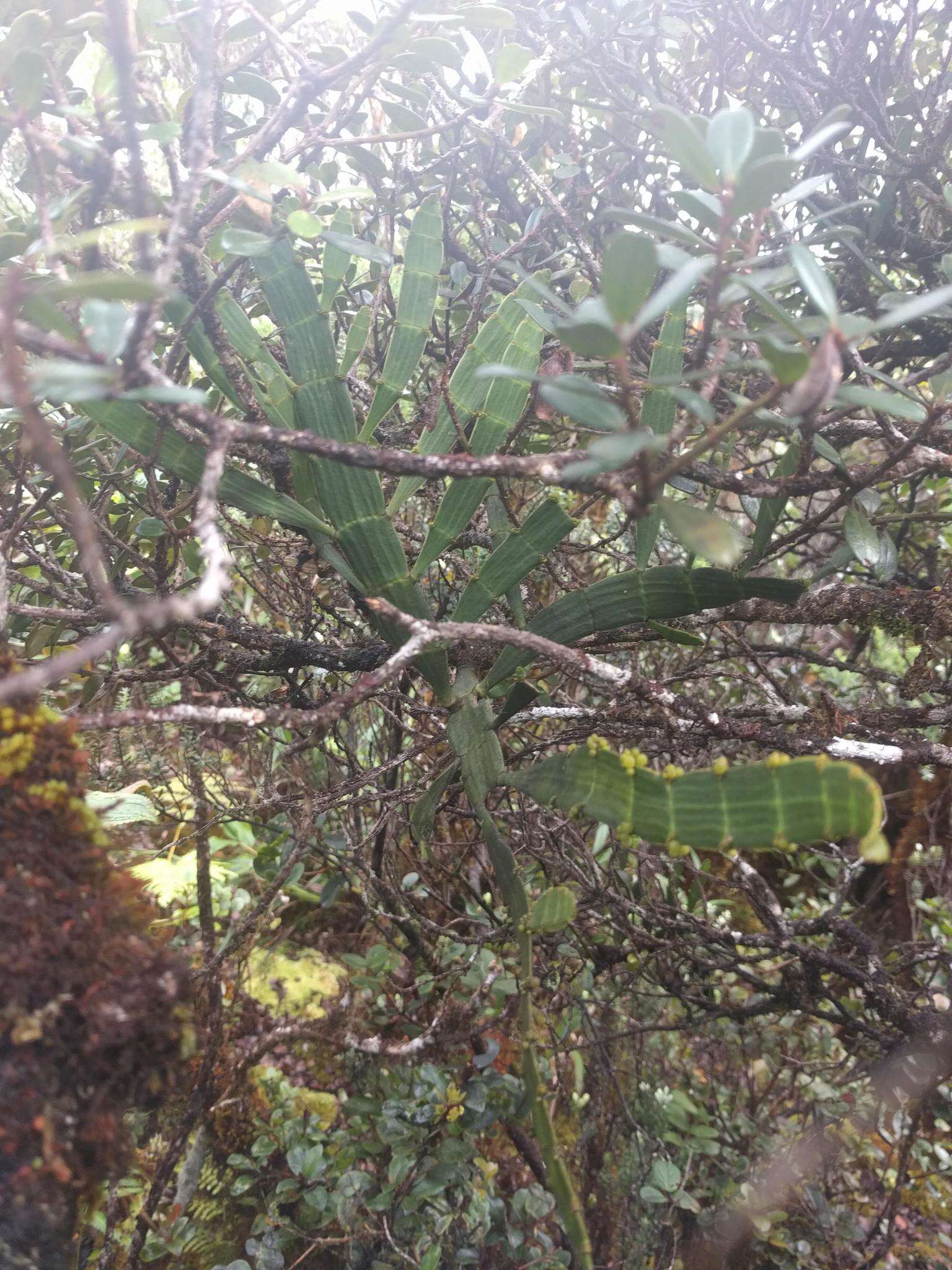 Image of Kauai korthal mistletoe